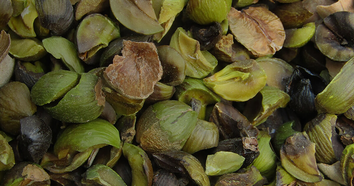 Sal Butter | All-Natural Beauty Experience | Manorama Industries