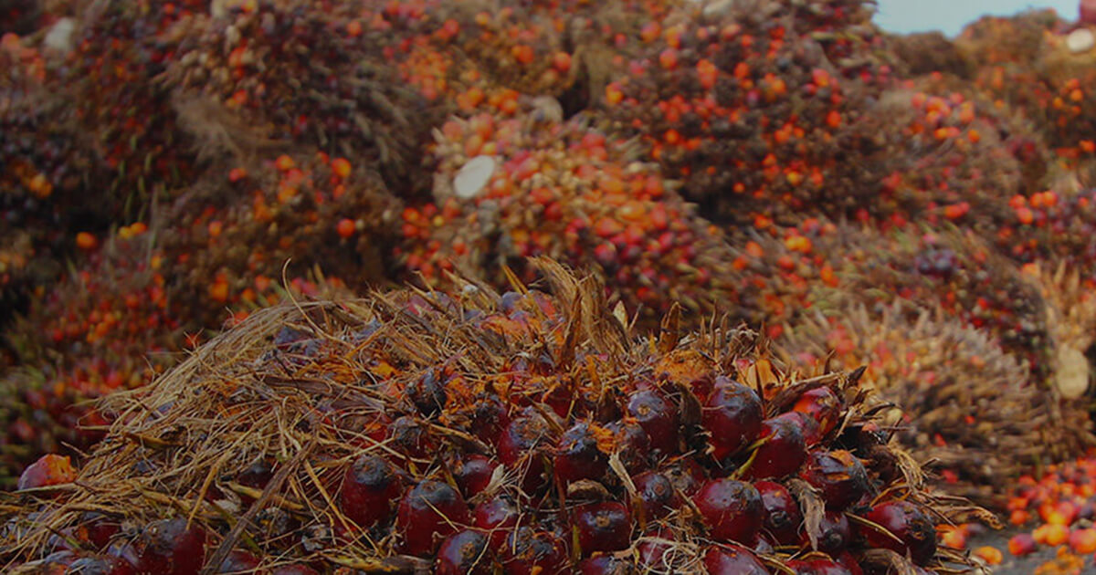 Palm Oil Sustainable Source of Future Manorama Limited